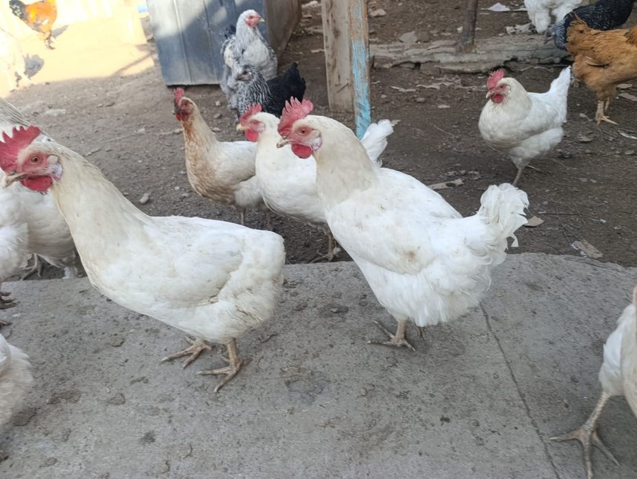Продаю белых кур несушек "Соня"