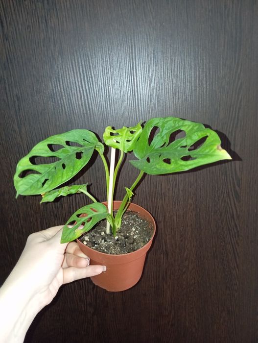 Монстера Манки Адансон