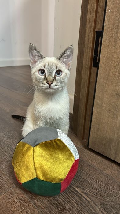 Годовалый кот, отдам