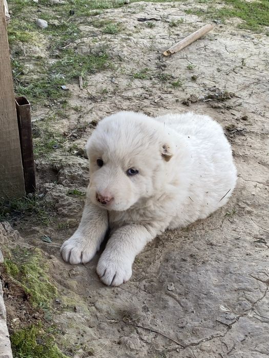 Күшіктер.   Шенки