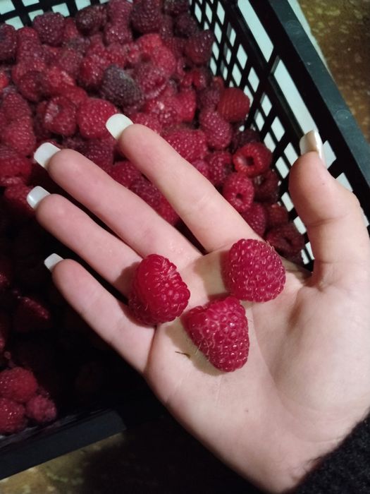 Продам малину свежую