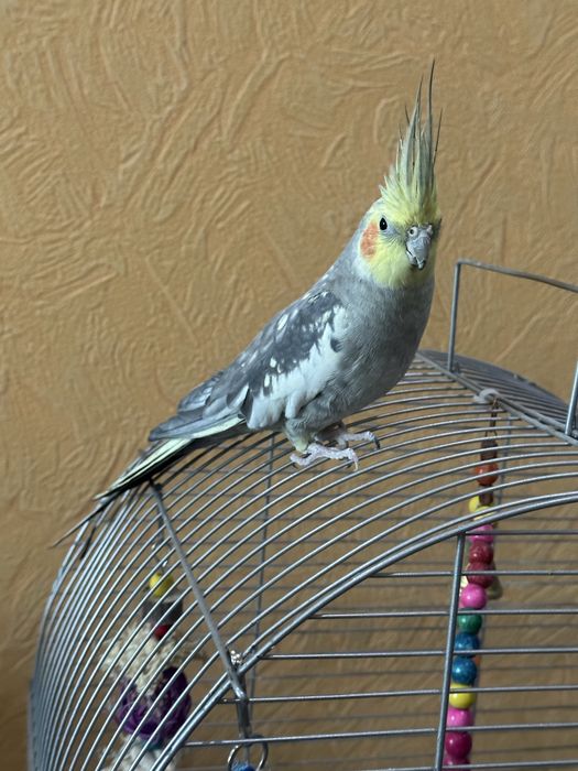 Продается попугай корелла серо-желтый.