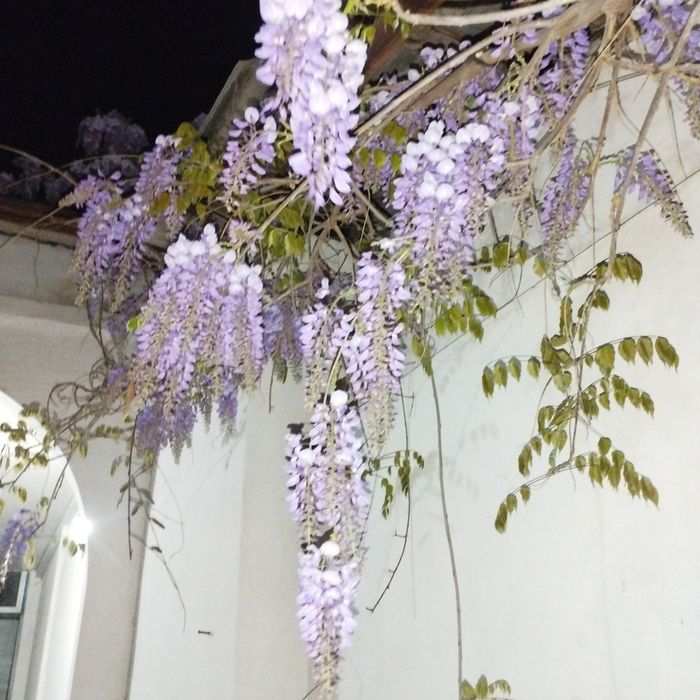 Глицина гули сотилади манзаралик хушбу́й хидлик