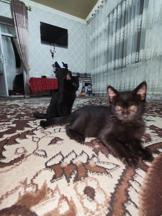 Котят бесплатно отдам