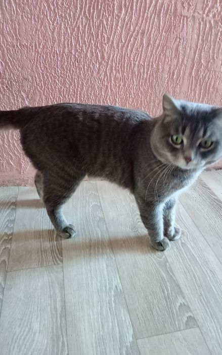 Отдам в добрые руки.