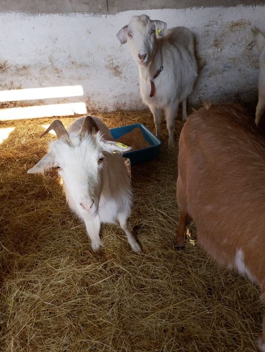 5 бременни кози / Козите