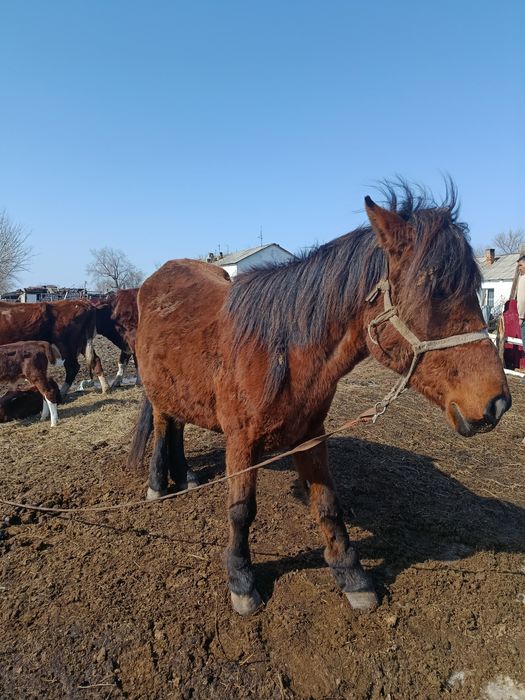 Буаз Биелер сатылады 650 000 нан