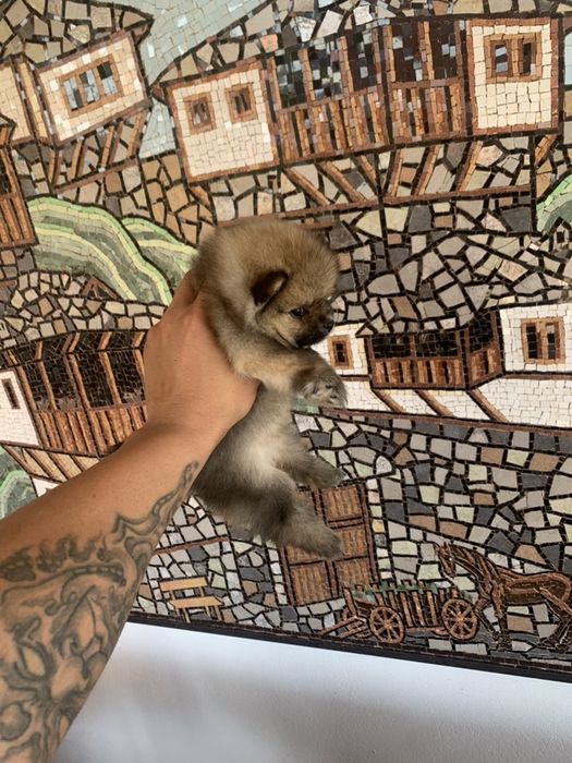 Померан мини