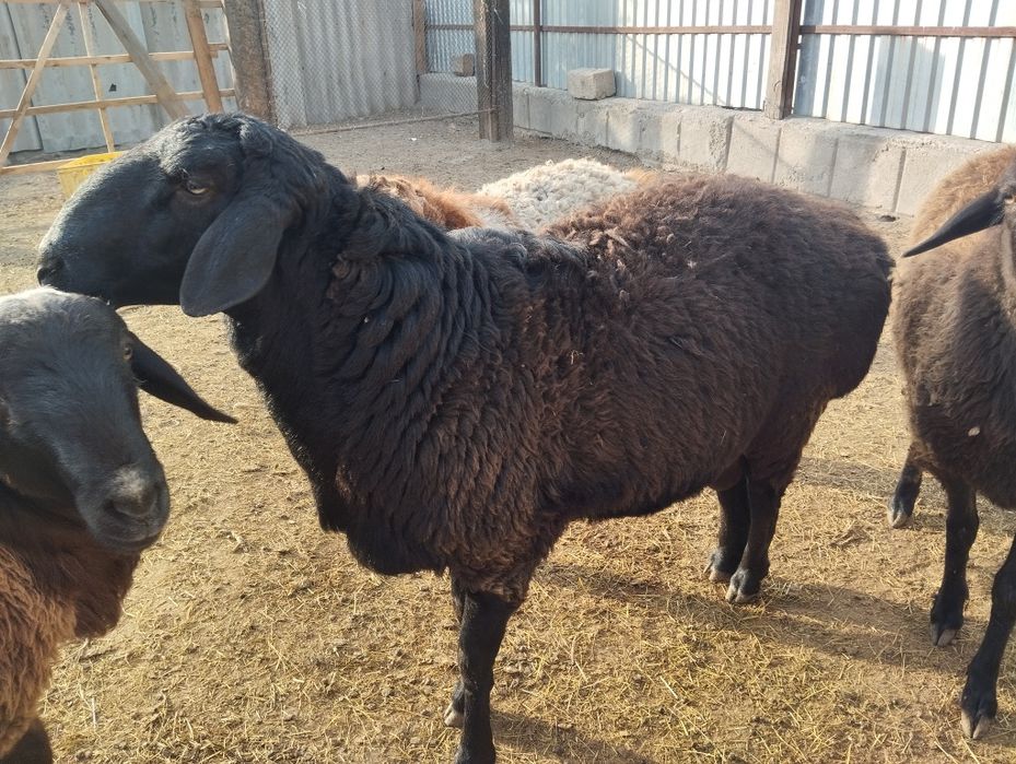 Кошкар сатылады кой