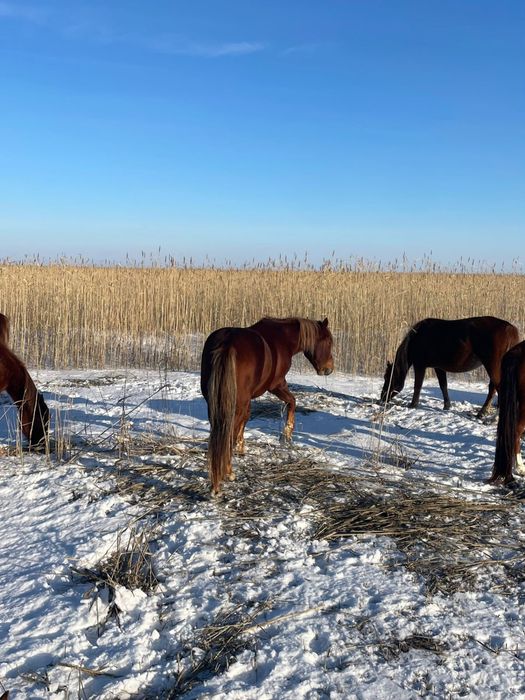 Көшім айғыр сатылады!