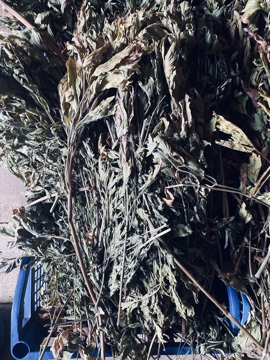 Leustean uscat foarte aromat