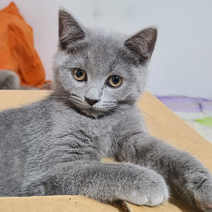 Британский, котёнок