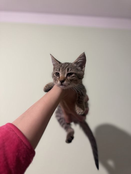Pisici spre adoptie