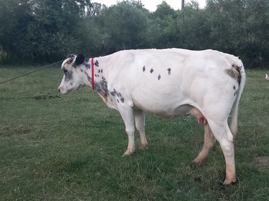Vând vaca gestanta în 2 luni