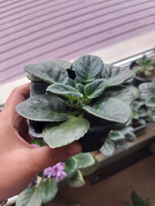 Продам Фиалки 500тг