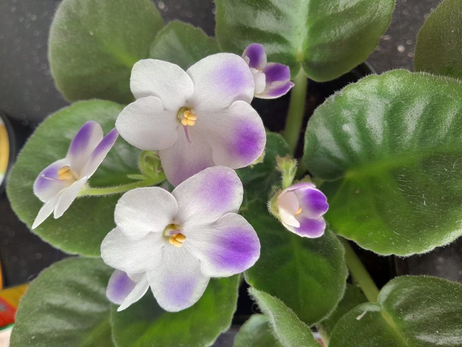 Цветы фиалки домашние 2000