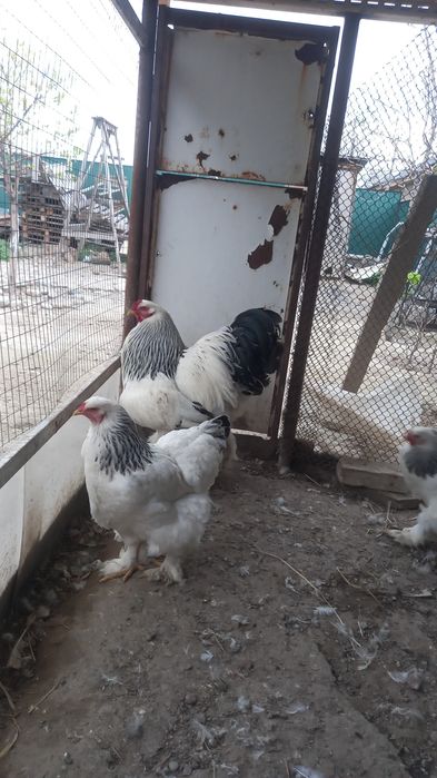 Продам яйца брама светлая