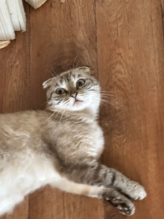 Продается котенок прямовухий