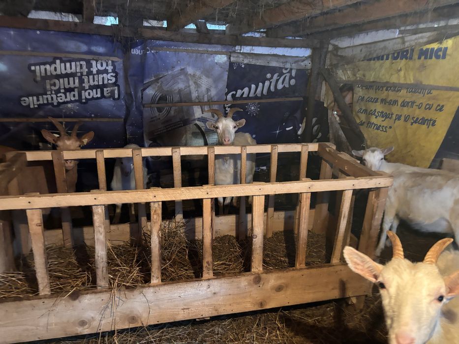 Capre de rasa saneen