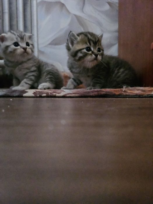 Шотландские котята