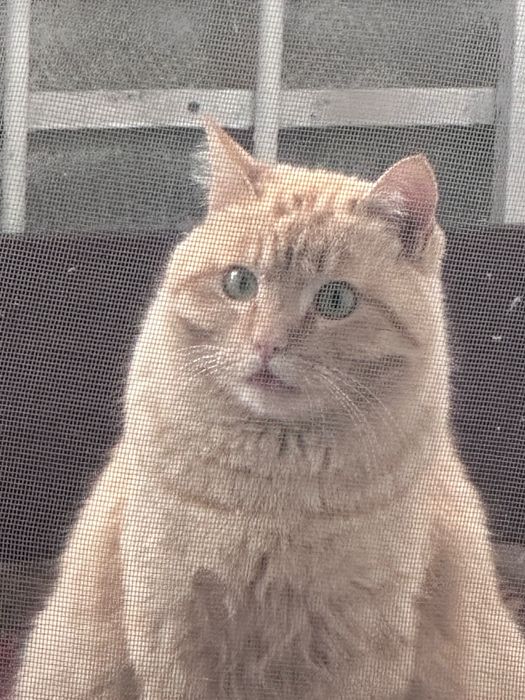 Гарфилд готов переехать в новый дом