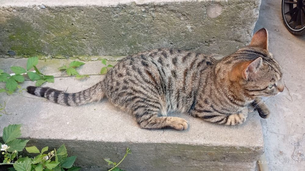 Молодой котик БЕСПЛАТНО