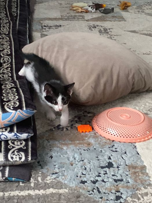 Красивые котятки