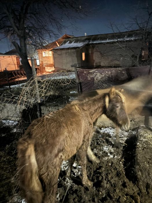 Жабағы 2 бас торг