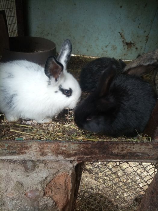 Кролики, кролики