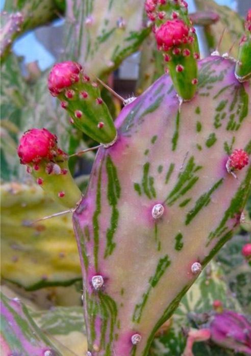 Продам кактусы и хавортию.