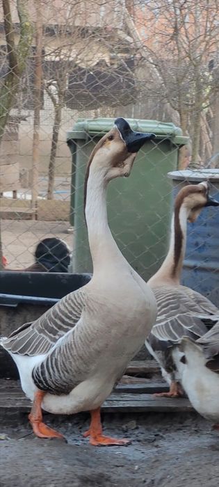 Lot gaste africane 1+4, pasari deosebite si ingrijite