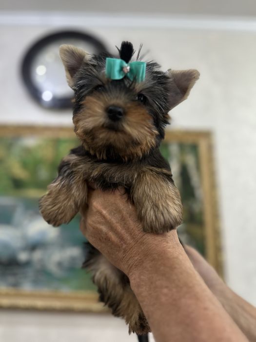 Щеночки йоркширского терьера