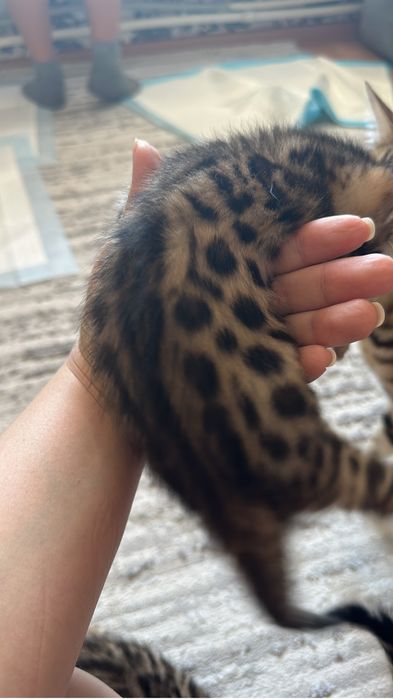 Продам бенгальских котят