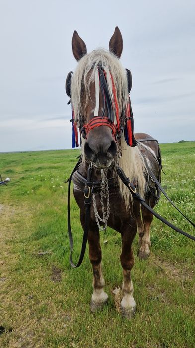 Vând armăsar în vârstă de 8 ani