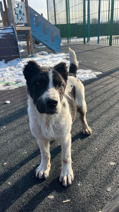 Алабай САО щенки девочки