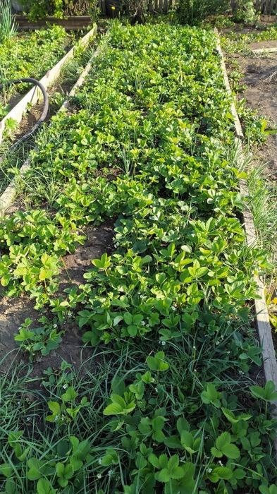 Продаю дачу в обществе Алма