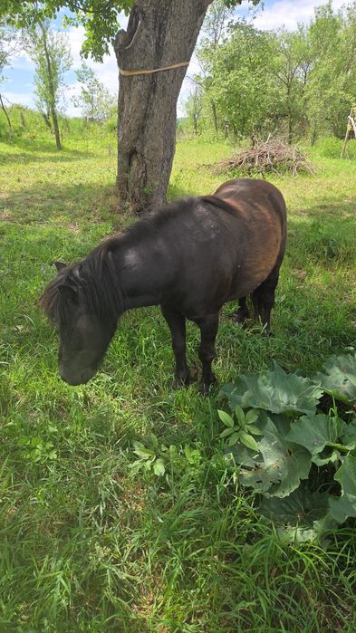 Vind ponei mascul castrat foarte blând
