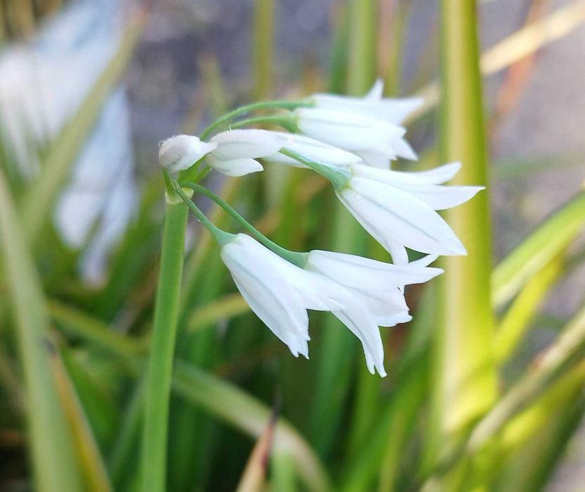 Коледниче, Комплект Мушкато, Кливия, Традесканция, Алиум, Спатифилум