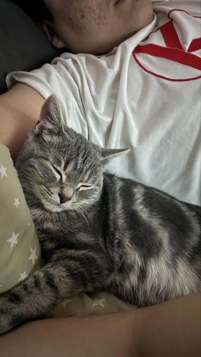 котенок подросток скоттиш страйт