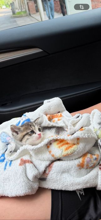 Отдам котенка в долрые руки