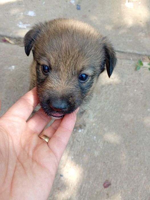 Catelusi pentru adoptie