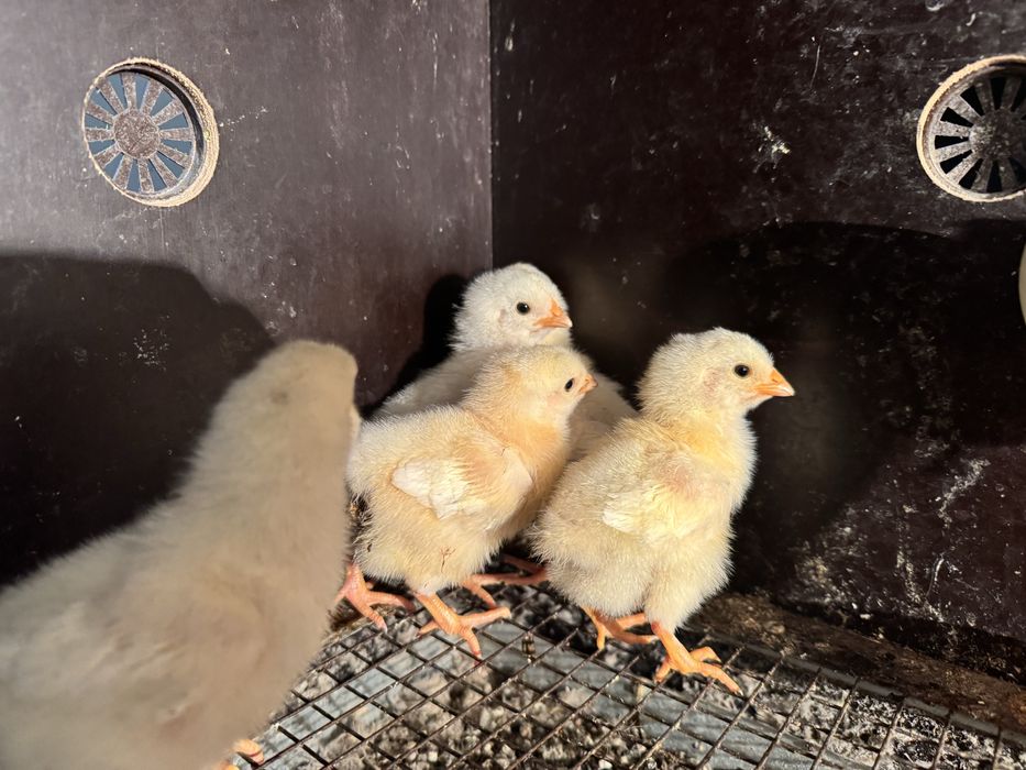 Цыплаты Алдерскый Серебрысты