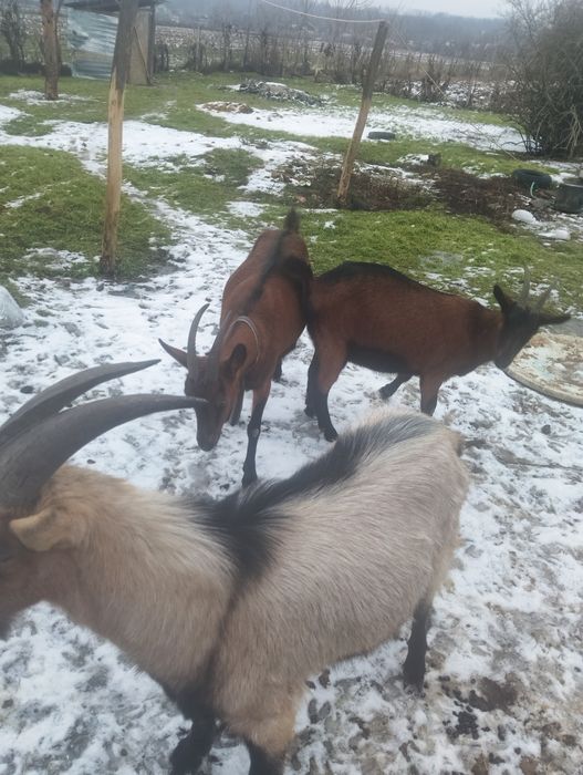 Vând capre alpină franceză