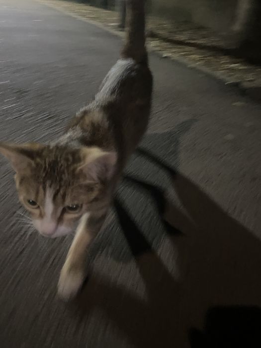 Найдена кошка домашняя