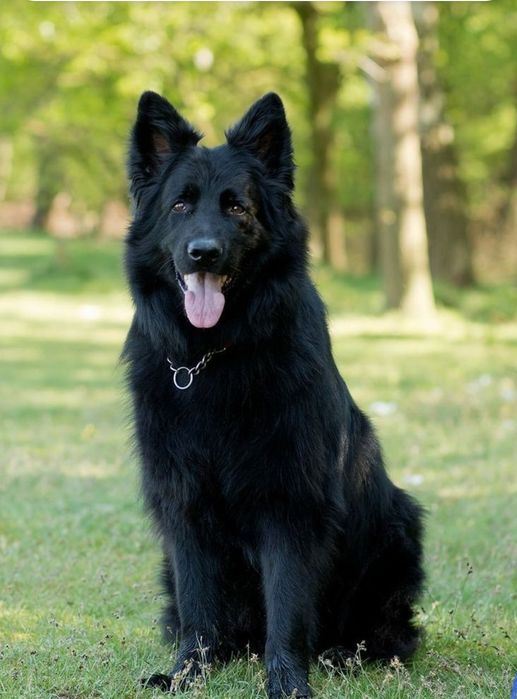 Овчарка сатылады.