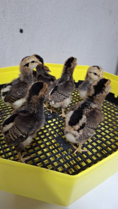 Pui araucana potarnichiu salbatic