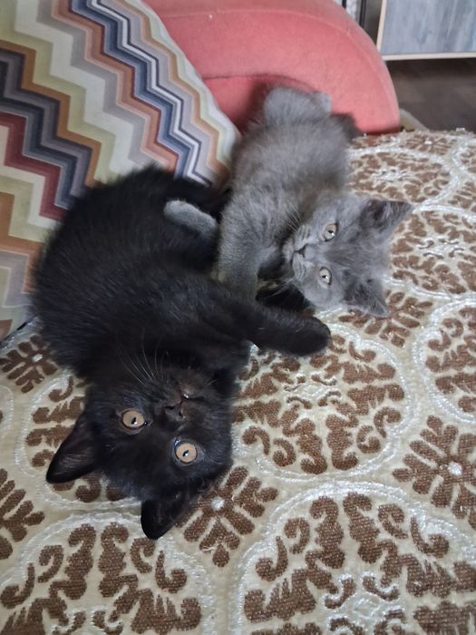 Котик британец с документами
