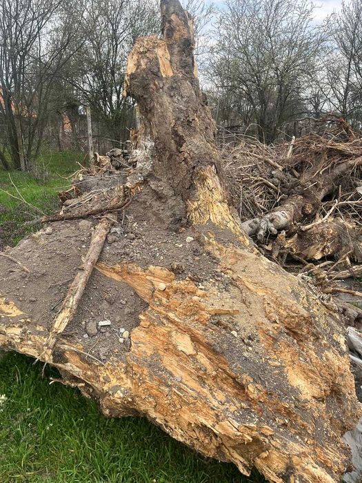 Rădăcini de pomi pentru încălzire solarii, sere sau alte spații