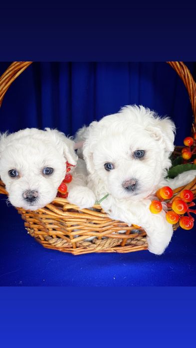 Бишончики щенки.