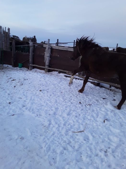 Продам лошадь верховую